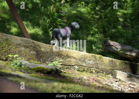 Pecore in campo nel sud del Lake District, Cumbria, England Regno Unito. Foto Stock