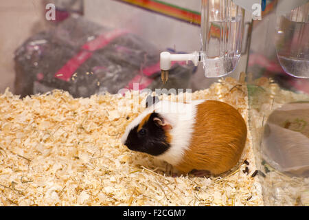 Foto di Nizza hamster nel segatura Foto Stock