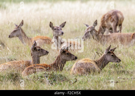 Una mandria di femmine e giovani Red Deer seduto in erba lunga. Foto Stock