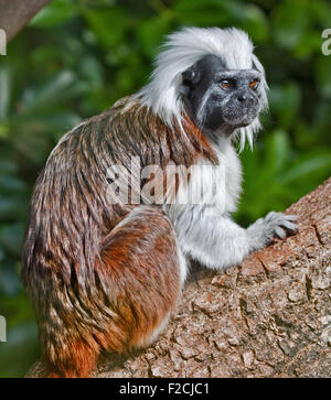 Il cotone Top Tamarin (Saguinus oedipus) Foto Stock