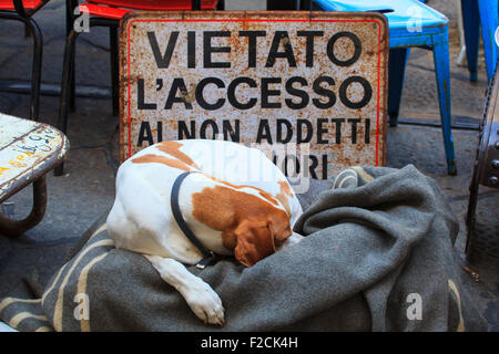 Cane dorme accanto al cartello con scritto "Accesso negato" Foto Stock