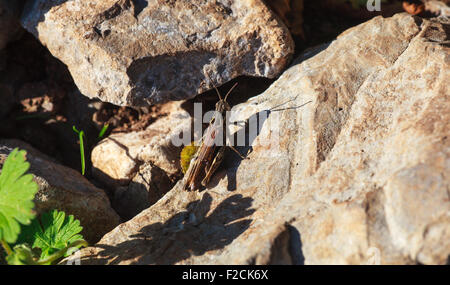 Vista del grasshopper su roccia in campagna Foto Stock