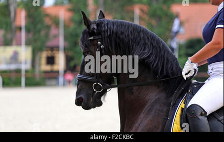 Ritratto di un nero il frisone cavallo con pilota femmina. Il frisone cavallo dressage con il conducente durante il corso di formazione Foto Stock