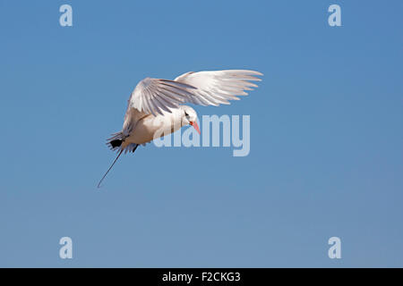 Red-tailed tropicbird (Phaethon rubricauda) in volo, Nosy Ve, Madagascar, Africa Sud-est Foto Stock