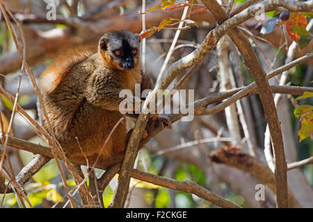 Southern rosso fiammante lemure marrone (il Eulemur rufifrons) in Isalo National Park vicino a Ranohira, Ihosy, Ihorombe, Madagascar, Africa Foto Stock