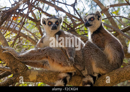 Due ring-tailed lemuri (Lemur catta) seduta nella struttura ad albero, Isalo National Park vicino a Ranohira, Ihosy, Ihorombe, Madagascar, Africa Foto Stock