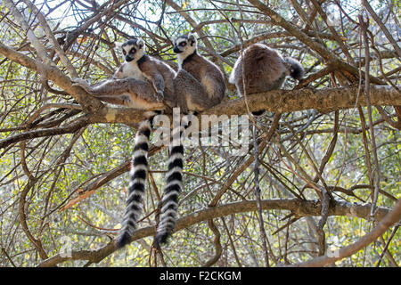 Anello-tailed lemuri (Lemur catta) seduta nella struttura ad albero, Isalo National Park vicino a Ranohira, Ihosy, Ihorombe, Madagascar, Africa Foto Stock