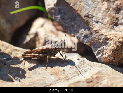 Vista del grasshopper su roccia in campagna Foto Stock