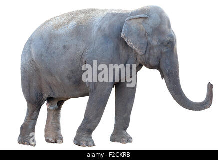 Elephant isolati su sfondo bianco Foto Stock