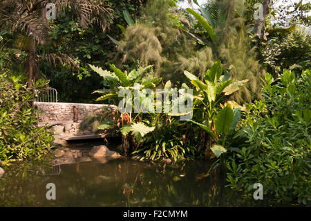 Vista interna del biome tropicale all'Eden Project Cornwall Inghilterra REGNO UNITO Foto Stock