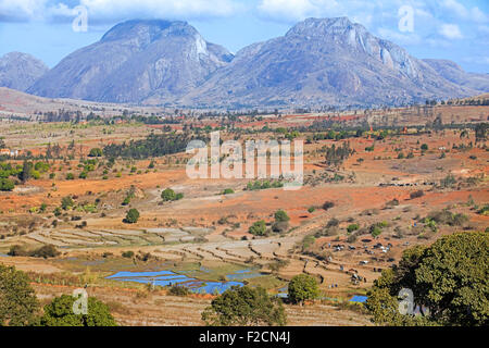 Risaie negli altipiani centrali e allevatori bovini sul loro modo di zebù mercato Ambalavao, Haute Matsiatra, Madagascar Foto Stock