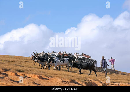 Un malgascio allevatori bovini / bovari nelle Highlands Centrali sul loro modo di zebù mercato Ambalavao, Haute Matsiatra, Madagascar Foto Stock