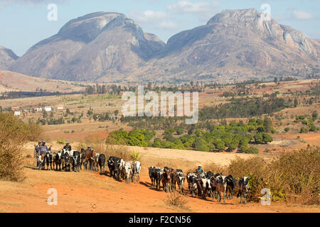 Un malgascio allevatori bovini / bovari nelle Highlands Centrali sul loro modo di zebù mercato Ambalavao, Haute Matsiatra, Madagascar Foto Stock