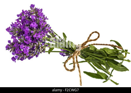 Profumo di violetta selvatica fiori di lavanda in dewdrops e legato con la prua, isolato su bianco Foto Stock