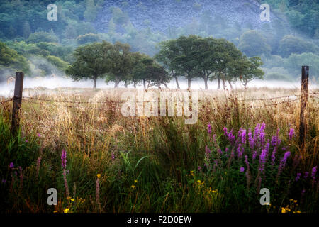 Paesaggio rurale in Snowdonia, Wales, Regno Unito Foto Stock