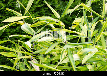 Il fogliame sempreverde del non-invasiva, piccole naturalmente variegata di bambù, Pleioblastus viridistriatus Foto Stock