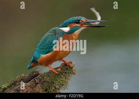 Comuni / Kingfisher Eisvogel ( Alcedo atthis ) di mangiare il pesce con la sua testa prima. Foto Stock