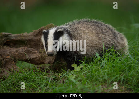 Giovani Meles meles / Europea Badger/ Europaeischer Dachs guarda direttamente la fotocamera. Foto Stock