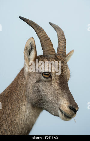 Colpo alla testa femminile di stambecchi / Steinbock / Alpensteinbock ( Capra ibex ). Foto Stock