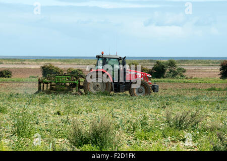 Onion harvest Bawdsey Suffolk REGNO UNITO Foto Stock