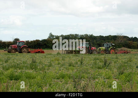 Onion harvest Bawdsey Suffolk REGNO UNITO Foto Stock