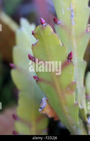 Close up Epiphyllum o orchid cactus Foto Stock