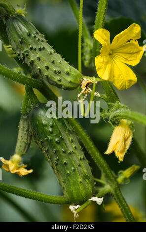 I cetrioli in crescita sulla vite con fiori di colore giallo Foto Stock