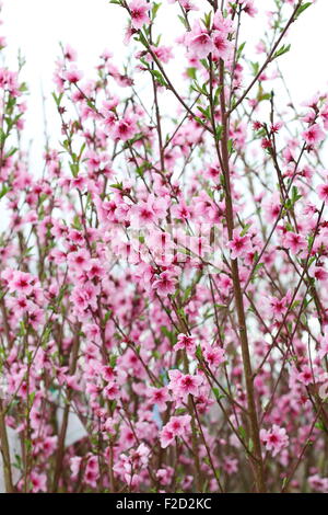 Fiore di fruttificazione Peach - Prunus persica - Fragar Foto Stock