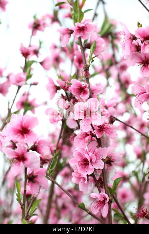 Fiore di fruttificazione Peach - Prunus persica - Fragar Foto Stock