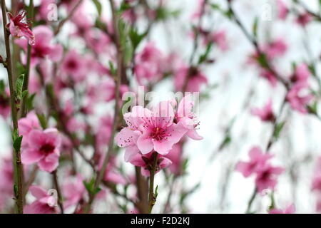 Fiore di fruttificazione Peach - Prunus persica - Fragar Foto Stock