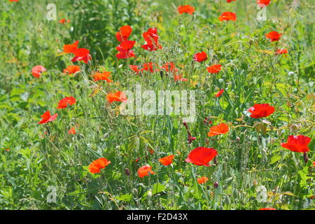 Campo di papaveri Foto Stock