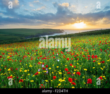 Tramonto su un campo di papaveri e fiori selvatici al di sopra di Porth scherzo spiaggia vicino a Newquay Cornwall Inghilterra UK Europa Foto Stock