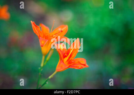 Close up di Nizza Hemerocallis fiore in giardino Foto Stock