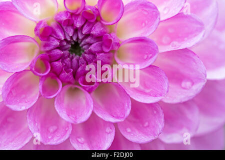 Extreme closeup della viola vibrante centro di un lussureggiante dahlia con le goccioline d'acqua. Foto Stock