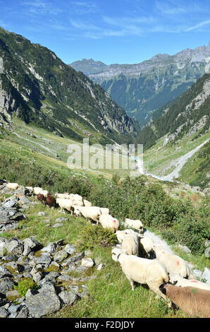 Gregge di pecore di montagna vicino Trift glacier. Svizzera Foto Stock