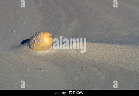 Paddy melon (Cucumis myriocarpus) lavato su spiaggia, Isola di Stradbroke, Moreton Bay, Queensland, Australia. Foto Stock