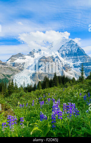 I lupini in prato, Monte Robson, Monte Robson Provincial Park, British Columbia, Canada Foto Stock