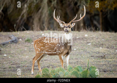 Coppia Texas del sud asse buck orgogliosi permanente Foto Stock