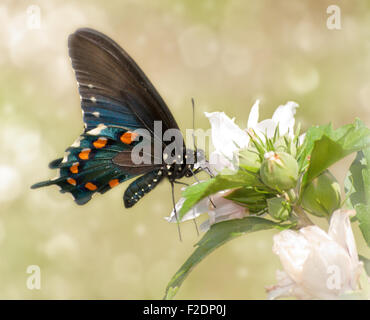 Immagine da sogno di una coda di rondine Pipevine butterfly alimentazione su un fiore di ibisco Foto Stock