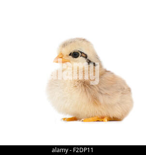 Fluffy piccola Pasqua pulcino su bianco Foto Stock