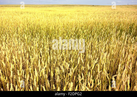 Golden campo di grano Foto Stock