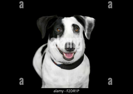 Happy dog isolato è un simpatico in bianco e nero il cane con un grande sorriso sul suo volto dolce Foto Stock