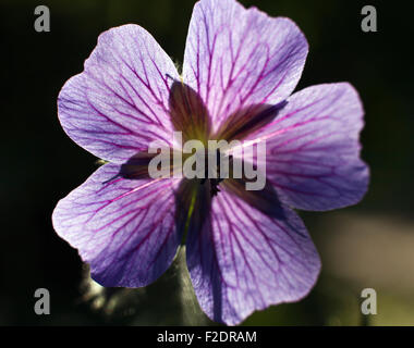 Germogliando Geranium ibericum fiore cav Foto Stock