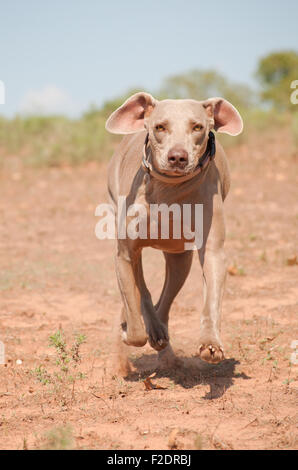 Weimaraner cane che corre giù per la collina verso viewer Foto Stock