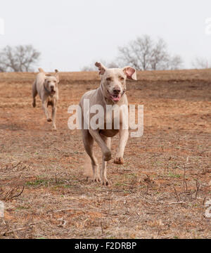 Cani Weimaraner gira alla massima velocità verso lo spettatore con un altro seguenti Foto Stock