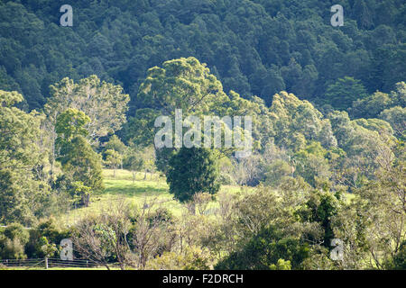 Nella valle Numimbah Foto Stock