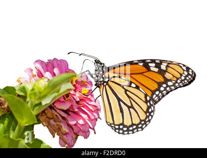 Farfalla monarca alimentazione su una rosa Zinnia, isolato su bianco Foto Stock