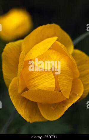 Il Globo-fiore, Trollius europaeus, in primo piano Foto Stock