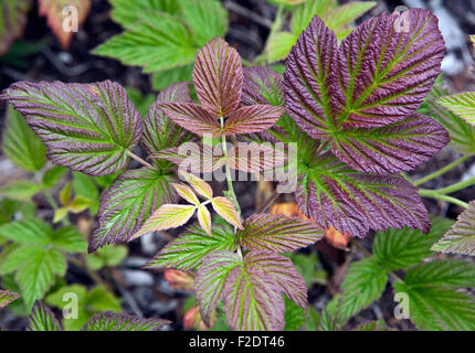 Nuove foglie del Parlamento dewberry Rubus caesius in primo piano Foto Stock