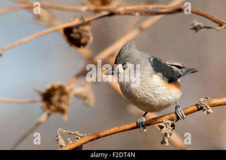 Adorably cute Cincia Tufted appollaiato a secco su un peduncolo di semi di girasole in inverno Foto Stock